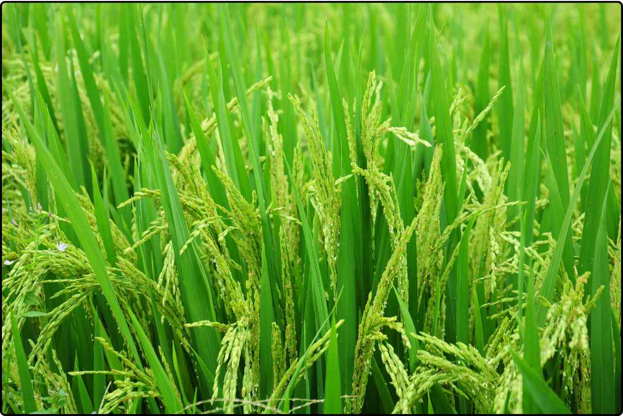 Expansive green rice field stretching out with lush, tall rice plants ready for harvest.